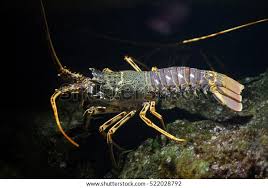 Image result for Palinurus elephas