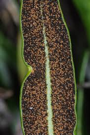 Image result for Elaphoglossum kivuense