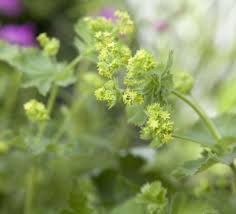 Image result for Tulbaghia cameronii