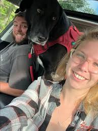 Lost black shepherd mix in Massachusetts