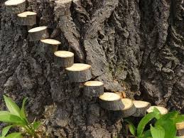 Maybe you would like to learn more about one of these? 25 Creative Diy Fairy Garden Ideas Miniature Miniature Fairy Gardens Miniature Fairy Garden Diy Fairy Garden