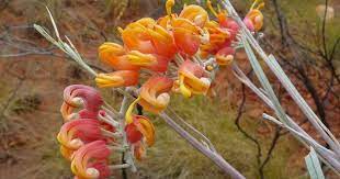 Silver Leaf Grevillea Rare Plants Australian Native Plants Native Plants