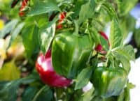 Worm infections continue to be among the most common diseases affecting children from low and middle income countries. What Kind Of Worms Eat Pepper Plants Look Out For These 5 Greenupside