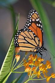 Mosiac Gold And Orange Monarch Is Busily Nectaring On Golden Milkweed Monarch Butterfly Butterfly Photos Milkweed