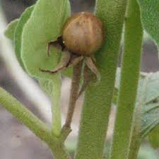 Image result for Astripomoea