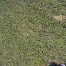 Image result for Zostera capensis