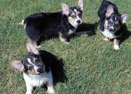 If you live in new york city and are hoping to adopt from us, check out the dogs. Pembroke Welsh Corgi Puppy For Sale Adoption Rescue For Sale In Tucson Arizona Classified Americanlisted Com