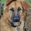Puppies will have age appropriate vaccinations and be dewormed multiple times. 1