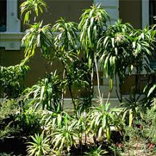 Image result for Cordyline stricta