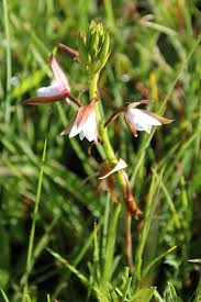 Image result for Eulophia ovalis