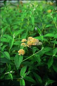 Leaves butterfly bush disease pictures. Buddleia Davidii The Butterfly Bush Article By Plant Delights Nursery