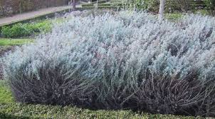 Image result for Helichrysum lastii