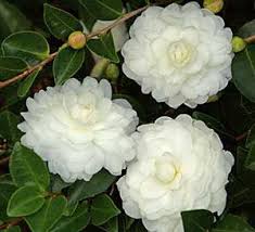 Pin On Camelias