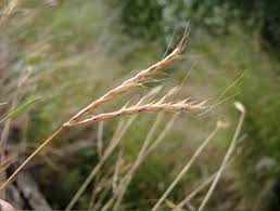 Image result for Triraphis schinzii