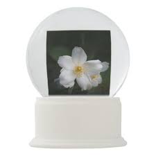 White Flower Of Jasmine Philadelphus Add Text Snow Globe Zazzle Com White Flowers Snow Globes Succulents Diy Gifts