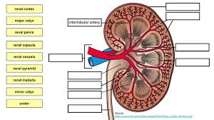Mitosis virtual lab determine what phase of mitosis the cells are in. The Biology Corner