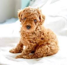 How To Train A Poodle Puppy Poodle Milestone Timeline