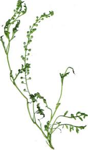Image result for Lepidium bonariense