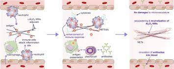 Aluminum Oxide Nanowires As Safe And Effective Adjuvants For Next Generation Vaccines Sciencedirect