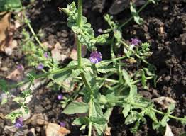 Image result for Stemodia serrata