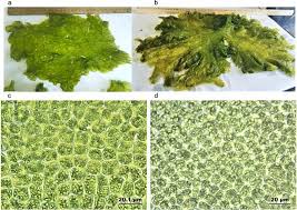 Image result for Ulva rigida