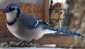 Download and print blue jay coloring pages for kids! Blue Jay Coloring Sheet Tree Valley Academy