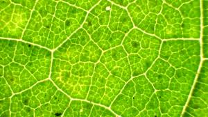 A difference between plant cells and animal cells is that most animal cells are round whereas most plant cells are rectangular.plant cells have a rigid cell wall that surrounds the cell membrane. 4 760 Plant Cell Stock Videos Royalty Free Plant Cell Footage Depositphotos