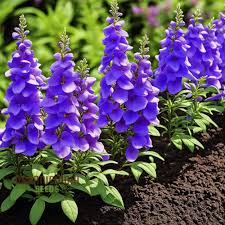 Image result for Angelonia