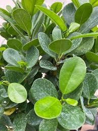 Image result for Ficus laurifolia