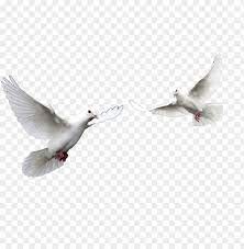 Paloma blanca, biblia santo espíritu en el cristianismo bautismo con el espíritu santo dios, dios png clipart. El Espiritu Santo Paloma Related Keywords El Espiritu Doves Png Image With Transparent Background Toppng