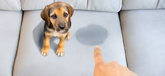 Clean Dog Pee Out Of A Leather Couch