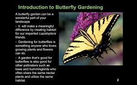 Image result for Vernonia schlechteri