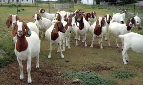 Starting Goat Farming Business In Zimbabwe And The Business Plan Goat Farming Goats Boer Goats