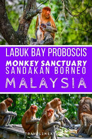 Of All The Places To Visit In Sabah Be Sure To Make Time To Go To The Labuk Bay Proboscis Monkey Sanctuary Monk Asia Travel Travel Fun Southeast Asia Travel
