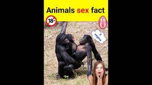 Animals sex facts Facts| about animals sex #facts - YouTube