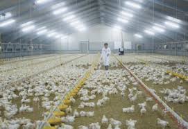 Get the latest trends and understand the impact of the crisis on the market. Low Antimicrobial Usage In Danish Poultry Farms Agricultural And Rural Convention