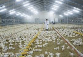 Pets are always beloved to every family and when you get the convenience of these kinds of poultry farm in malaysia, their comfort levels are doubled. Low Antimicrobial Usage In Danish Poultry Farms Agricultural And Rural Convention