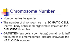 The number of the chromosomes is constant for a particular species. Cell Reproduction Intro 1 What Do You Know