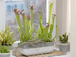 We did not find results for: A Catch All Guide To Growing Carnivorous Plants Financial Times