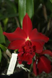 Image result for Oeceoclades saundersiana