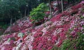 Image result for Azalea azaleas