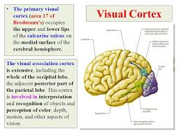 Visual Cortex The Primary Visual Cortex Area 17 Of Brodmann S Occupies The Upper And Visual Cortex Mri Brain Eye Anatomy