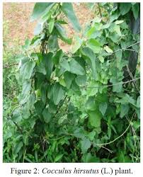 Image result for Cocculus hirsutus