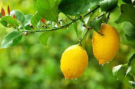 Ensuring a healthy crop from citrus trees starts with preventing unnatural fruit drop of immature fruits. 5 Common Citrus Tree Problems Stuff Co Nz