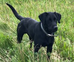 Club Mead Labradors Home Facebook