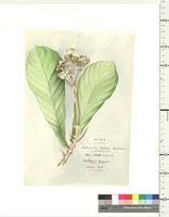 Image result for Belonophora coffeoides