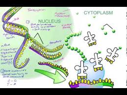 Why is polypeptide synthesis important ❖ construct appropriate representations to model and compare the forms in which dna. Polypeptide Synthesis Youtube