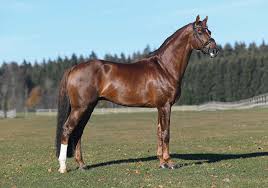 + add or change photo on imdbpro ». D Avie Zuchthof Wadenspanner