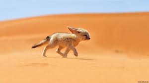 Fennec Fox Did You Know Desert Animals Fennec Fox Desert Fox