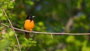 Como Es El Pajaro Oriol